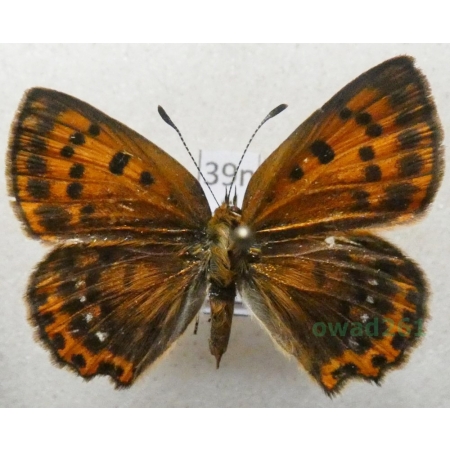 Lycaena virgaureae (Linnaeus, 1758) female Czerwończyk dukacik Poland39n